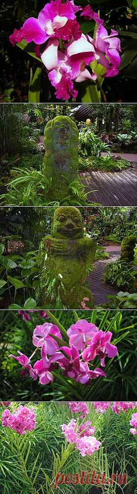 Сингапур Orchid Garden