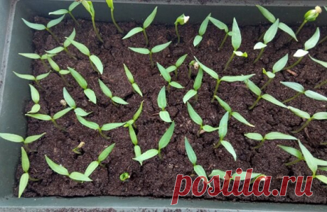 5 банальных ошибок, из-за которых рассада не растет: их совершает практически каждый садовод из года в год | Эксперт по огороду | Яндекс Дзен