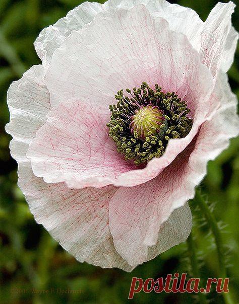 Пин на доске яМАКИ