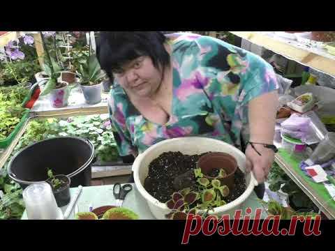 ошибки в формировании колеусов