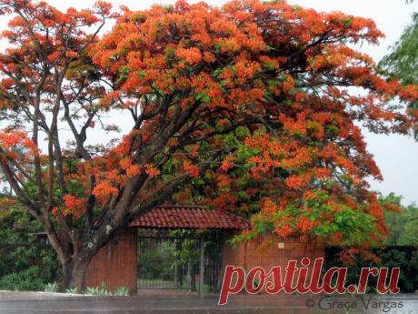 Делоникс королевский или «огненное дерево» с Мадагаскара!