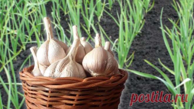 Совет, который поможет увеличить размер головок чеснока с помощью простой подкормки
