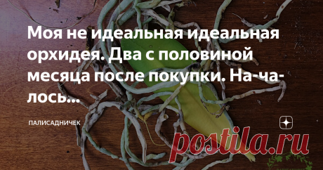 Моя не идеальная идеальная орхидея. Два с половиной месяца после покупки. На-ча-лось...