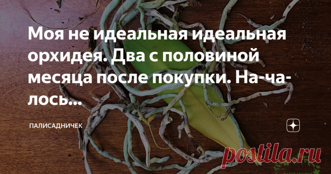 Моя не идеальная идеальная орхидея. Два с половиной месяца после покупки. На-ча-лось...