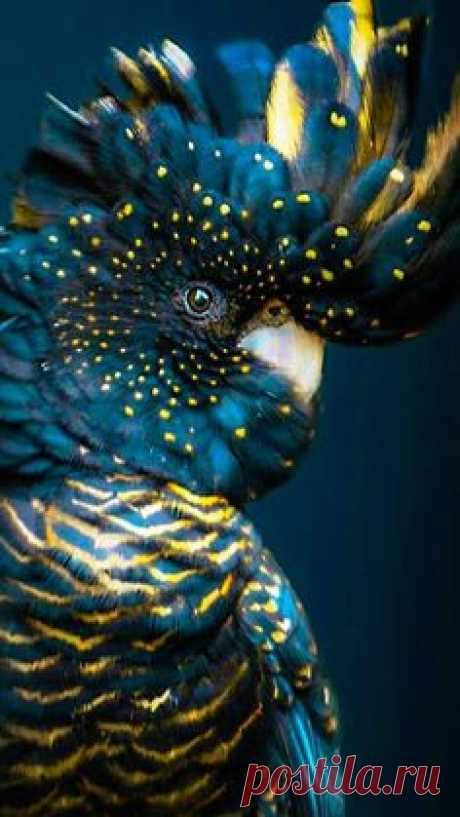 (178) Pinterest