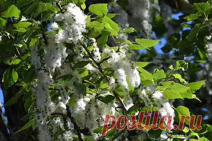 Екатеринбург зачистят от тополей. Губернатор Свердловской области Евгений Куйвашев распорядился зачистить Екатеринбург от тополей. Деревья вредят населению своим пухом, который летом часто становится причиной пожаров. Чиновник поручил мэру Екатеринбурга Алексею Орлову в ближайшие 10-15 лет полностью уничтожить тополиные заросли на улицах.