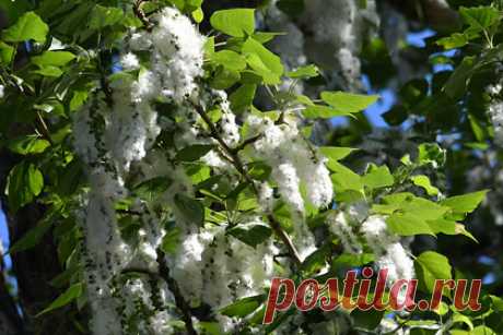 Екатеринбург зачистят от тополей. Губернатор Свердловской области Евгений Куйвашев распорядился зачистить Екатеринбург от тополей. Деревья вредят населению своим пухом, который летом часто становится причиной пожаров. Чиновник поручил мэру Екатеринбурга Алексею Орлову в ближайшие 10-15 лет полностью уничтожить тополиные заросли на улицах.