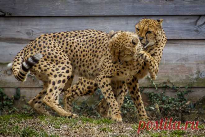 Cheetah Fight by Kristin Castenschiold / 500px