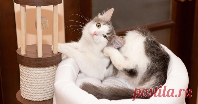 Блохи дома — откуда и как избавиться? — Ботаничка