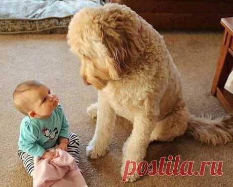 Ты кусаешься? Нет! И мне нечем.