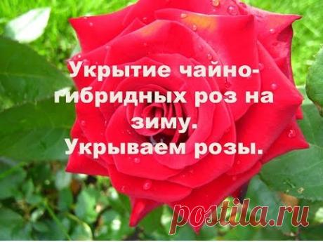 РОЗЫ. Укрытие чайно-гибридных роз на зиму. Как укрывать розы.