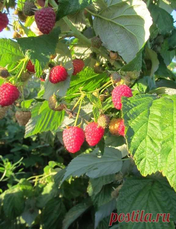 Про малину: подарили 3 ценных совета по обрезке осенью - и добрый урожай. Ягод море, крупные и сладкие: агрономы советуют | В саду у Валентинки | Дзен