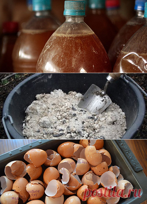 Органические подкормки для рассады и комнатных растений