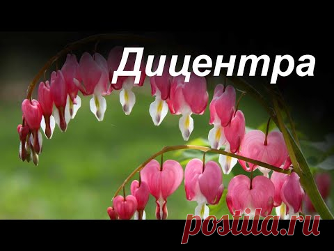Разбитое сердце дицентра — необычный цветок на обычном участке