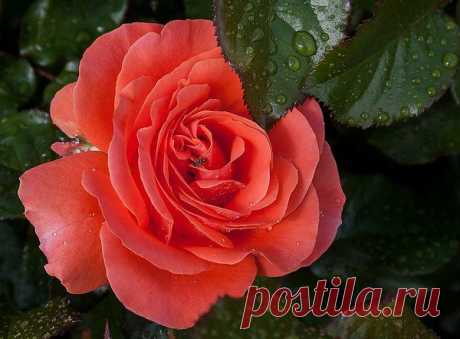 МНОГО РОЗ НЕ БЫВАЕТ ....
Коралловые розы - розы счастья,
Коралловые розы - розы счастья,
Как будто бы на рифах вырастают,
И жизнь, что в них заложена природой,
Даруют людям, радостью питают.
О, рифы, рифы, странствий мир чудесный,
Загадок полный, трепетных исканий,
Своими тайнами морскими интересный
И приключениями жизненных скитаний.
Целительством издревле знамениты,
В опасностях людей оберегают,
И, тайнами седых веков покрыты,
Разгадки к тайнам непременно знают.
Коралловы