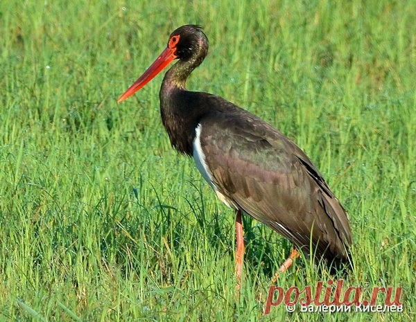 АИСТ ЧЕРНЫЙ (Ciconia nigra) - Фауна Беларуси