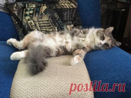 Наши коты - #15 | Кошка Чернуха и кот Беляшик | Яндекс Дзен