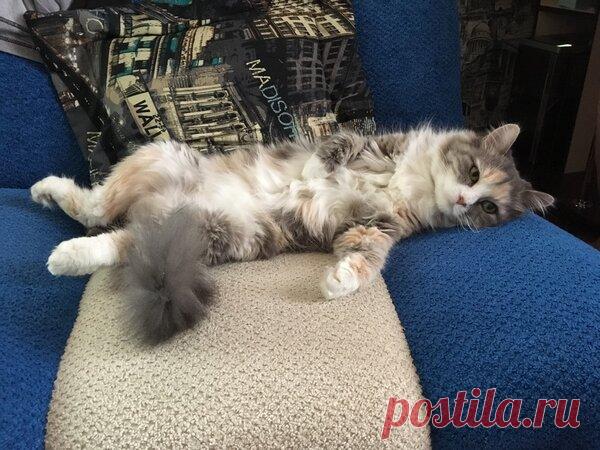 Наши коты - #15 | Кошка Чернуха и кот Беляшик | Яндекс Дзен