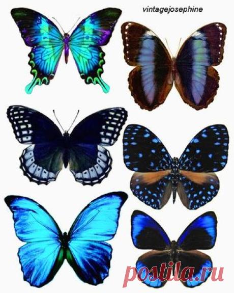 PAPILLONS A IMPRIMER - Le Scrap de Sandrine VACHON