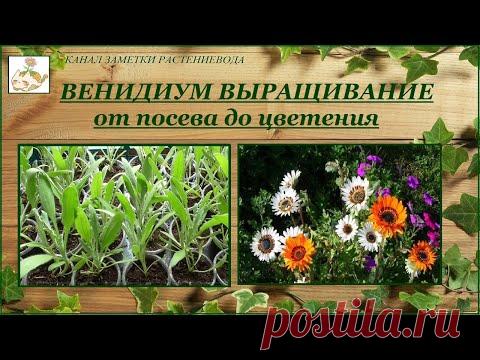 Венидиум пышный (Арктотис великолепный) - выращивание от посева до цветения
