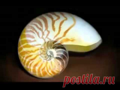 Золотое сечение в фракталах и узорах природы - YouTube