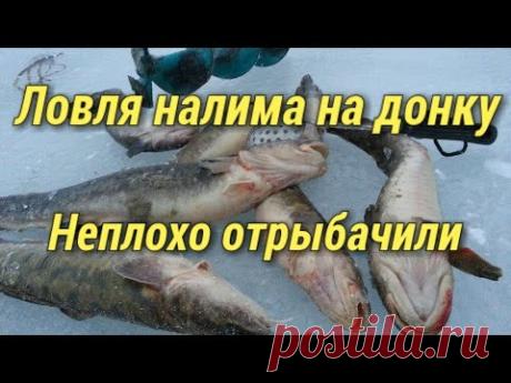 Ловля налима на донку.Неплохо отрыбачили.Рыбалка - YouTube