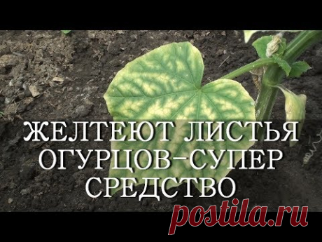 ЖЕЛТЕЮТ ЛИСТЬЯ ОГУРЦОВ - СУПЕР СРЕДСТВО ЙОД И МОЛОКО