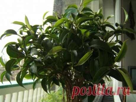 фикус Наташа