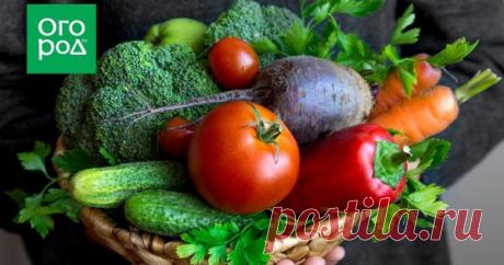 Шпаргалка огородника: как защитить овощи от болезней Болезни овощей – большая проблема, с которой сталкивается каждый огородник. Решать ее можно по-разному. При помощи народных средств – но они не всегда эффективны. Используя химические пестициды – но это уже не органическое земледелие. Где же золотая середина?