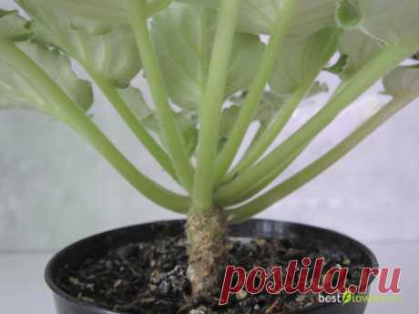 фотоурок - Переукоренение сенполии (омолаживание старой розетки)