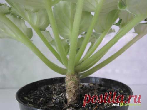 фотоурок - Переукоренение сенполии (омолаживание старой розетки)