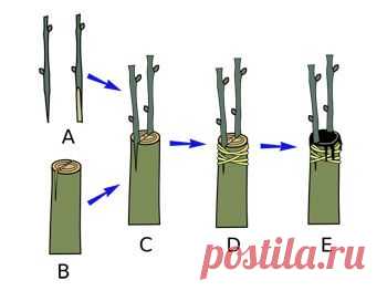 Cheapest Way To Start a Fruit/Nut Tree Orchard (fruit-trees forum at permies)