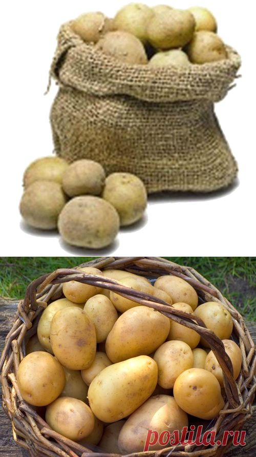 Совет при посадке картофеля макать ее в болтушку.