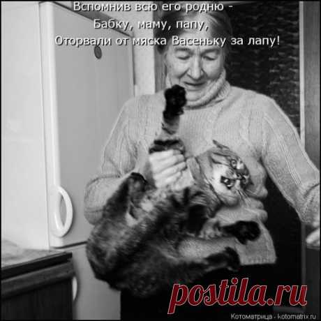 Лучшая котоматрица недели