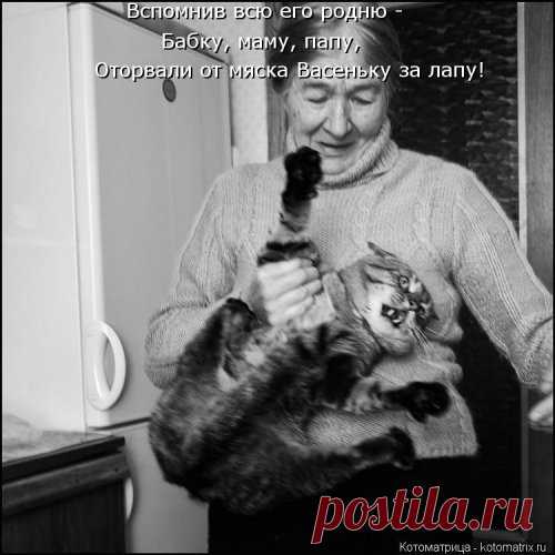 Лучшая котоматрица недели