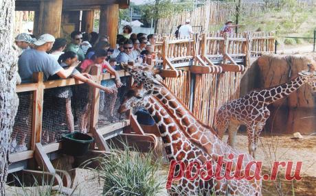 Как будет выглядеть зоопарк Алматы после реконструкции. Фрагменты. Tengrinews.kz