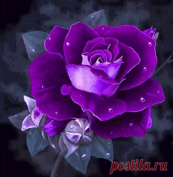 розы