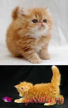 Сильные заговоры на кошку. | Познавательный сайт ,,1000 мелочей"