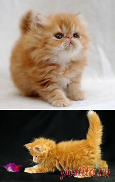 Сильные заговоры на кошку. | Познавательный сайт ,,1000 мелочей&quot;