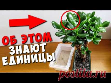 У многих есть это Денежное Дерево, но они даже Не подозревают, что оно Творит