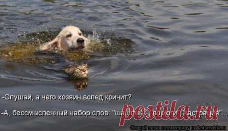 Эти лапы ничего не украли | KotoMail.ru