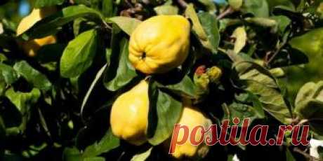 Дерево айва: цветение кустарника и описание фрукта айва