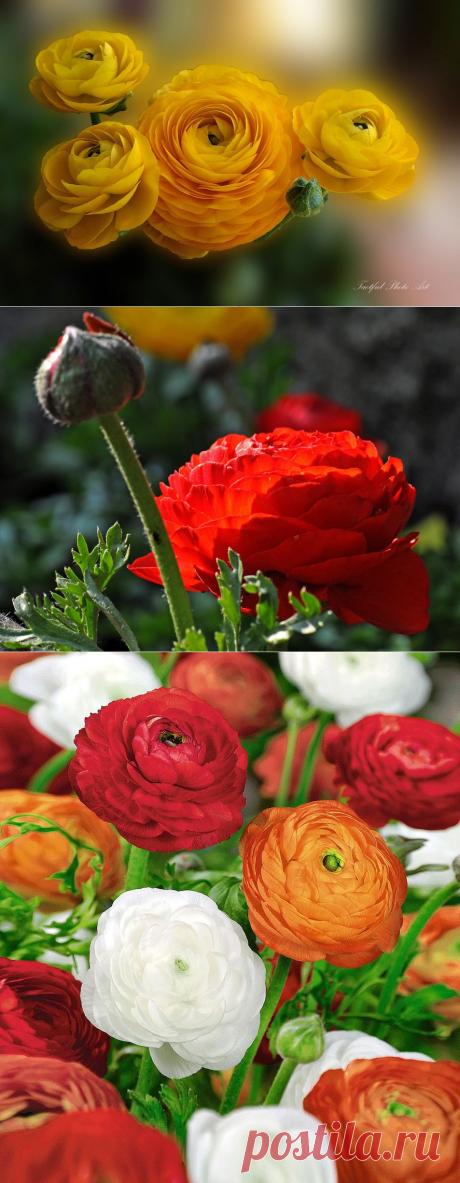 АзИаТсКиЕ лЮтИкИ (Ранункулюсы)- рОзЫ вЕсНы.