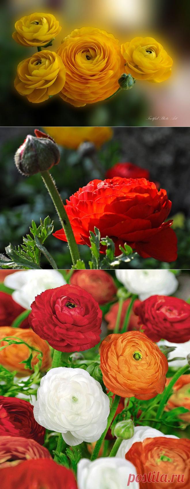 АзИаТсКиЕ лЮтИкИ (Ранункулюсы)- рОзЫ вЕсНы.