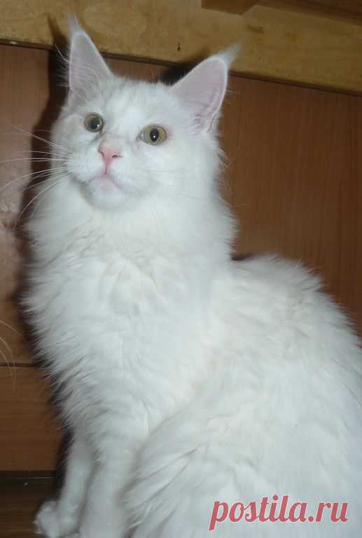 Кото-- Фото.
Александр Ротенфельд