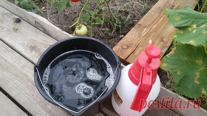 СУПЕР СРЕДСТВО ОТ МУЧНИСТОЙ РОСЫ НА ОГУРЦАХ