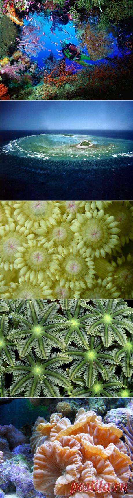 (+1) тема - Кораллы | Наука и техника