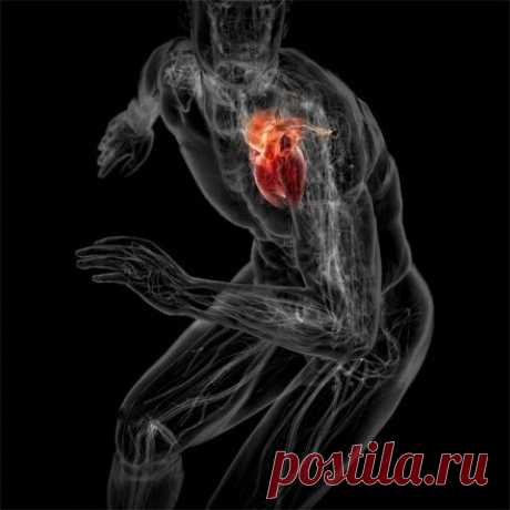 Тренировка сердечной мышцы Красивое тело - это то, что нужно каждому из нас, но еще более важно при этом иметь здоровое сердце. Качая бицепсы, нужно не забывать укреплять и сердце, иначе высока вероятность того, что радоваться красивому телу будет уже некому.Само по себе сердце - удивительно сильная и выносливая...