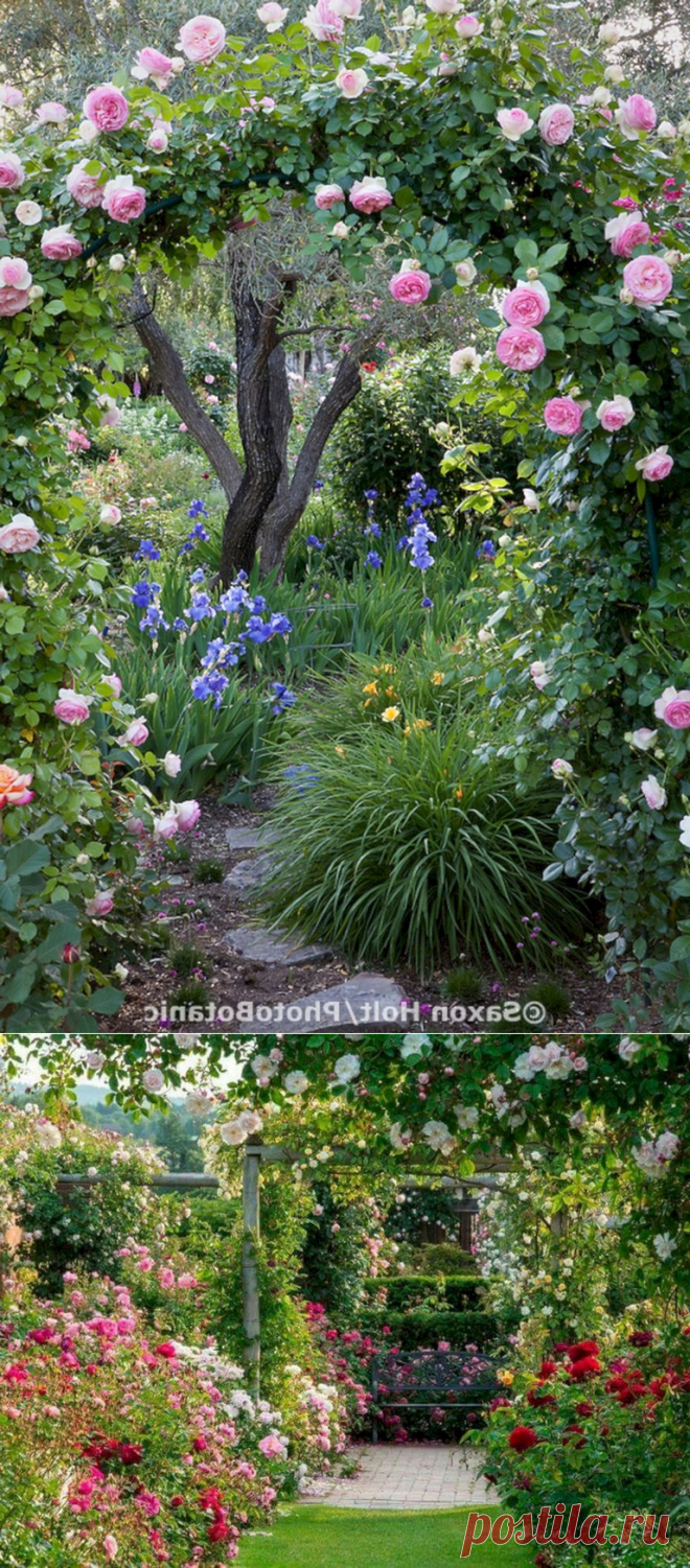 40+ Admirable Eden Rose Garden To Enhance Your Beautiful Garden - Page 5 of 41