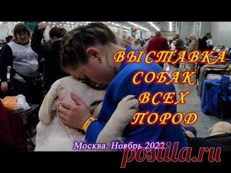 Москва. 26-27 ноября 2022. Крокус Сити. Выставка собак всех пород "Россия 2022".